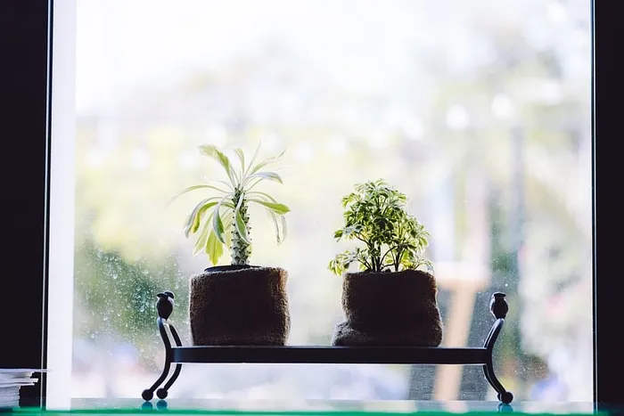 玻璃、盆栽、模糊、树叶、植物、特写、装饰、焦点