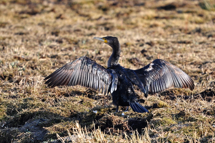大鸬鹚, 大黑鸬鹚, Phalacrocorax carbo, 动物, 鸟, 海鸟, 鸬鹚, 野生动物