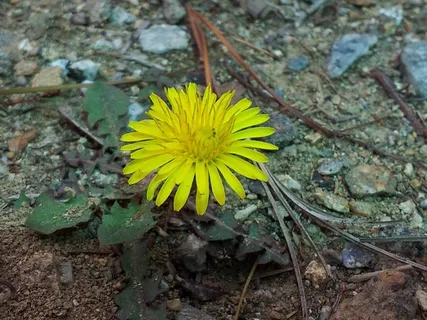 他们的妈妈，花，寂寞，植物，花，开花的植物，美丽的大自然，植物