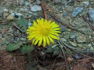 他们的妈妈，花，寂寞，植物，花，开花的植物，美丽的大自然，植物