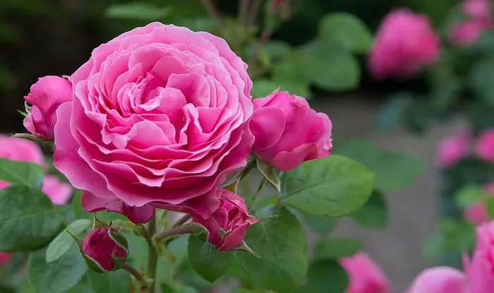 粉色花朵，玫瑰，花朵，玫瑰丛，观赏灌木，英国玫瑰，粉色，背景图片
