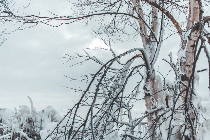 加拿大, 戈德里希, 冻结, 冻结, 雪, 树, 冬天, 冰