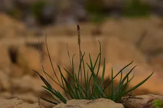 草，圆锥花序，花序，绿色，生长，聚焦前景，植物，特写