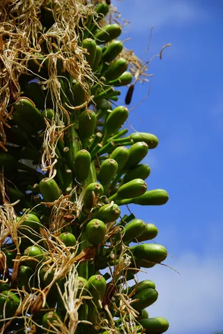 龙舌兰，花序，绿色，龙舌兰，龙舌兰，龙舌兰，百合科，鹅颈龙舌兰