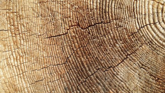 发票，横截面，木材，树干横截面，树干，纹理，棕色，背景