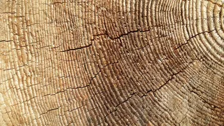 发票，横截面，木材，树干横截面，树干，纹理，棕色，背景