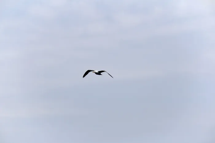 动物, 鸟, 飞行, 鸥, 海鸥, 天空, 水禽, 野生动物