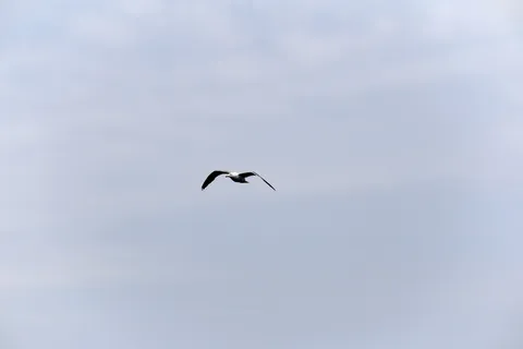 动物, 鸟, 飞行, 鸥, 海鸥, 天空, 水禽, 野生动物