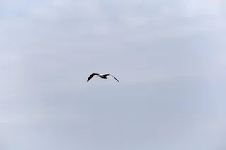 动物, 鸟, 飞行, 鸥, 海鸥, 天空, 水禽, 野生动物