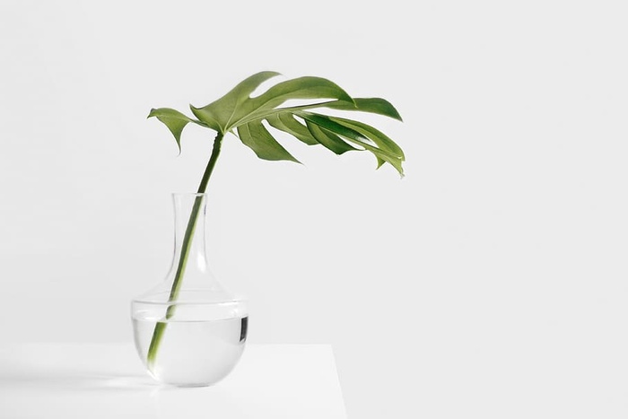 绿色，叶子植物，透明，玻璃花瓶，叶子，花瓶，静物，物品