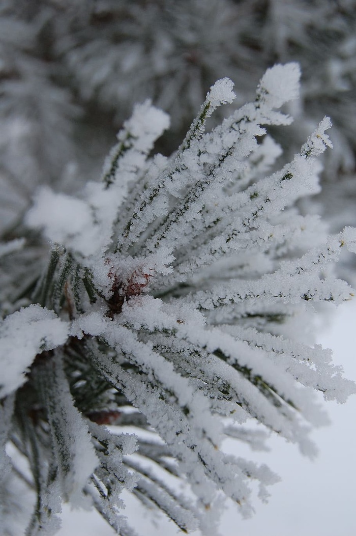 冰，雪，松树，寒冷，白色，季节，圣诞节，霜冻