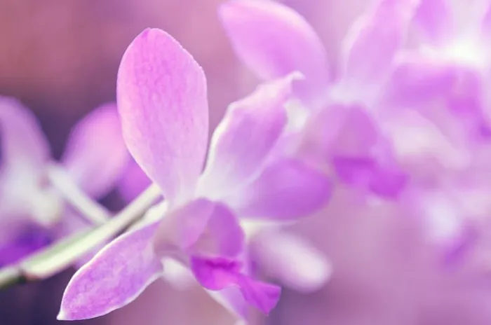 紫色的花
