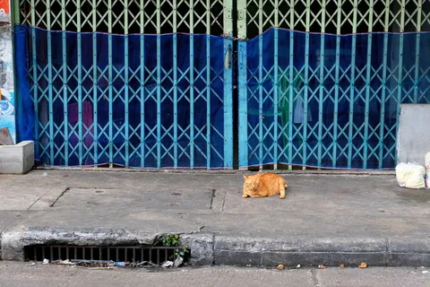 泰国、曼谷、nap、城市、街头猫、肥猫、市场、瞌睡猫