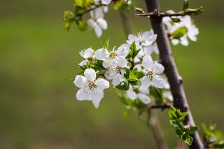 白色花瓣, 植物, 花粉, 开花, 花, 樱花, spring, 性质