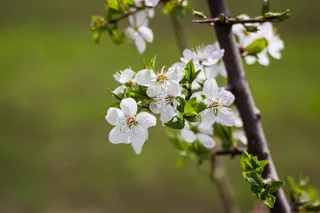 白色花瓣, 植物, 花粉, 开花, 花, 樱花, spring, 性质