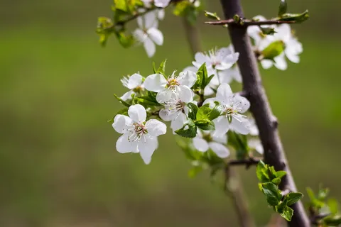 白色花瓣, 植物, 花粉, 开花, 花, 樱花, spring, 性质 白色花瓣, 植物, 花粉, 开花, 花, 樱花, spring, 性质