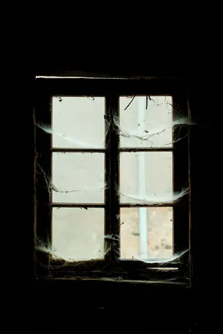 窗户，树叶，建筑，内部，脏，家，a，玻璃