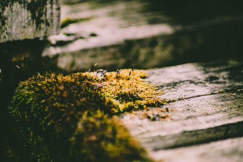 船上有黄色和绿色的叶子