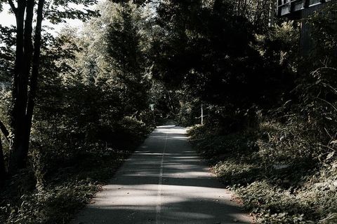 灰色、混凝土、道路、四周、绿叶、树木、绿色、植物