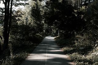 灰色、混凝土、道路、四周、绿叶、树木、绿色、植物