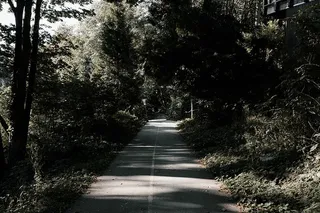 灰色、混凝土、道路、四周、绿叶、树木、绿色、植物