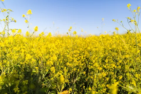 黄色,油菜花田,白天,油菜,花,田,花,自然 黄色,油菜花田,白天,油菜,花,田,花,自然