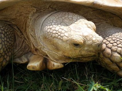 海龟，动物园，恐怖，一种动物，动物主题，动物，爬行动物，野生动物