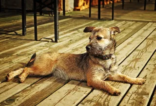 狗, 约克郡, 湿, 动物, psiaczek, 米色, 一种动物