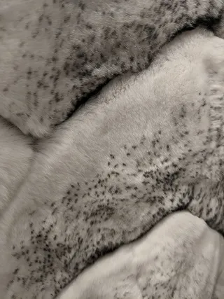 美国，芝加哥，密歇根大道500号，毛皮，灰色，灰色，动物，一只动物