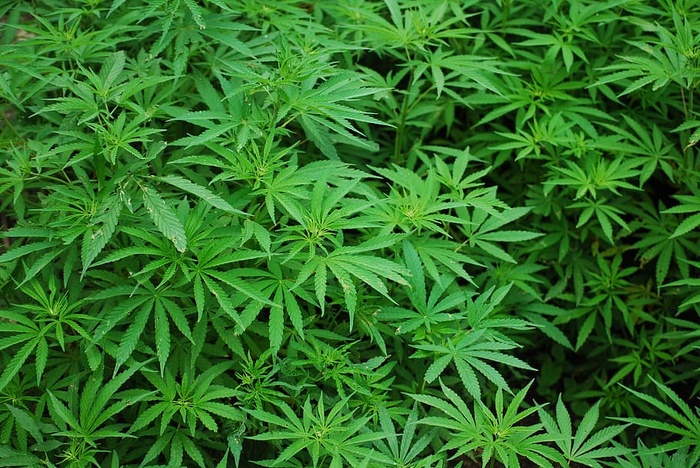 绿色大麻植物，树叶，大麻，大麻，郁郁葱葱，植物，自然，药物
