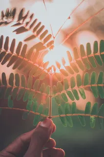 举着蕨类植物的人的特写照片 举着蕨类植物的人的特写照片