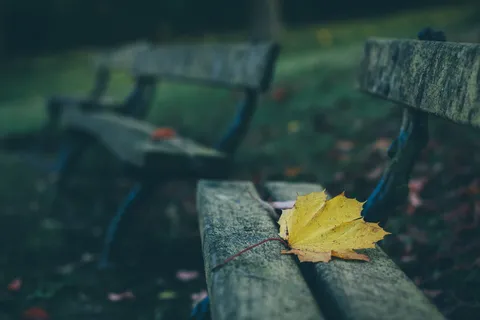 长椅,公园,树叶,秋天,秋天,模糊,植物部分,自然 长椅,公园,树叶,秋天,秋天,模糊,植物部分,自然