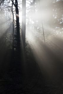 荷兰，奥特洛，克鲁勒-米勒博物馆，露水，霜冻，克鲁勒-米勒，树木，冬天