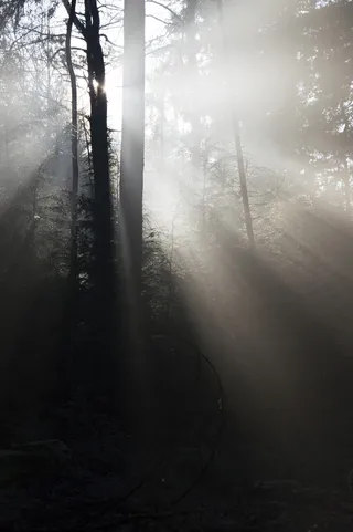 荷兰，奥特洛，克鲁勒-米勒博物馆，露水，霜冻，克鲁勒-米勒，树木，冬天