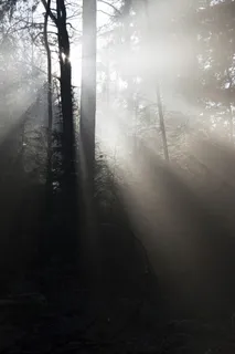 荷兰,奥特洛,克鲁勒-米勒博物馆,露水,霜冻,克鲁勒-米勒,树木,冬天 荷兰,奥特洛,克鲁勒-米勒博物馆,露水,霜冻,克鲁勒-米勒,树木,冬天