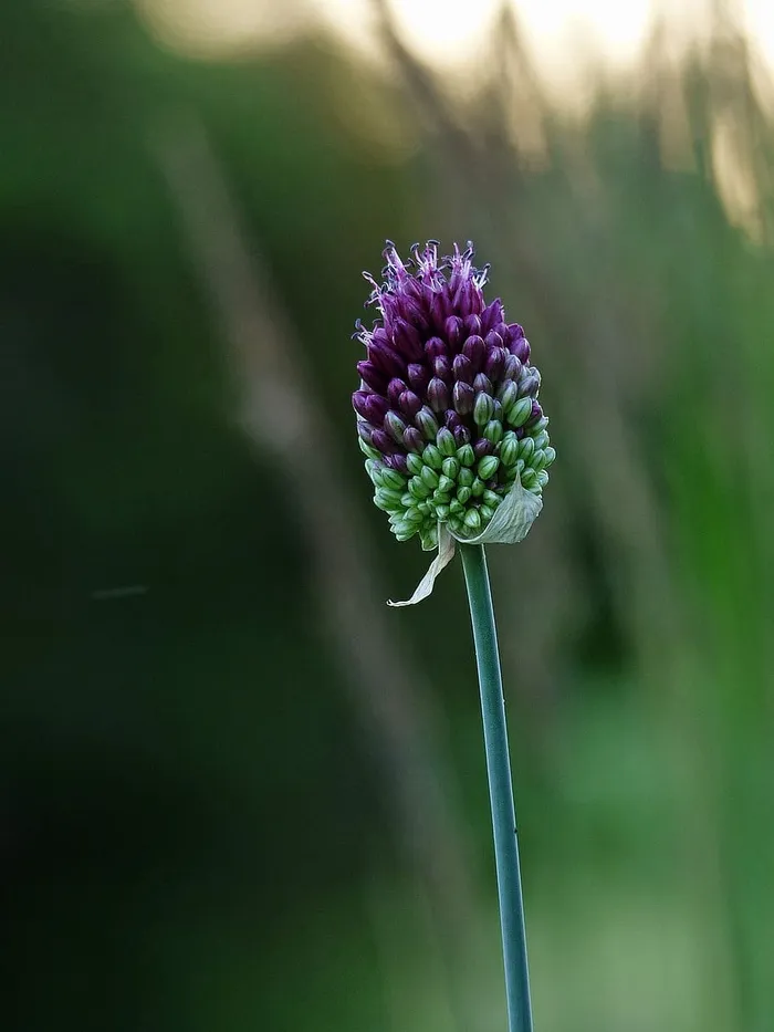 紫色的葱花在午后的阳光下盛开。
