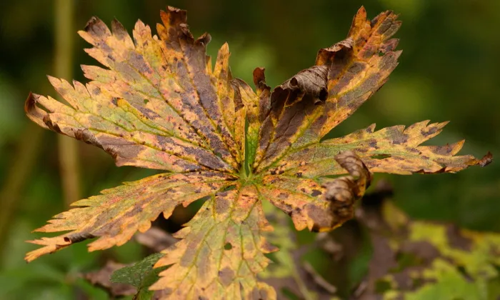 秋天的树叶，树叶，秋天，树叶，黄色，森林，秋天的床单，十月