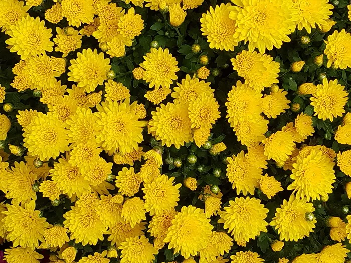 黄色非洲菊花,秋天,菊花,花,菊科,秋天的花,图片,黄色菊花 黄色非洲菊花,秋天,菊花,花,菊科,秋天的花,图片,黄色菊花