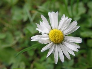 雏菊, Bellis Perennis, 花, 花瓣, 白色, 花头, 性质, 脆弱