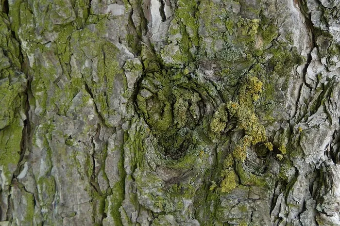 树皮，树皮，树，老的，多节的，结洞的，部落的，接近的