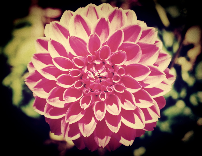 田地、过滤器、植物群、花、树叶、花园、图像、景观