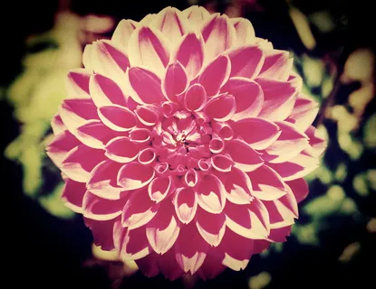 田地、过滤器、植物群、花、树叶、花园、图像、景观