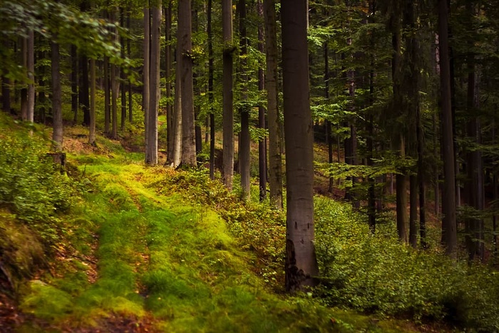 德国，布雷滕布伦/埃尔兹格比热，里特斯格伦，自然，树木，树木，户外，自然