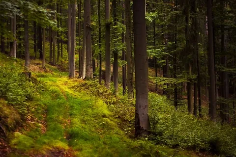 德国,布雷滕布伦/埃尔兹格比热,里特斯格伦,自然,树木,树木,户外,自然 德国,布雷滕布伦/埃尔兹格比热,里特斯格伦,自然,树木,树木,户外,自然