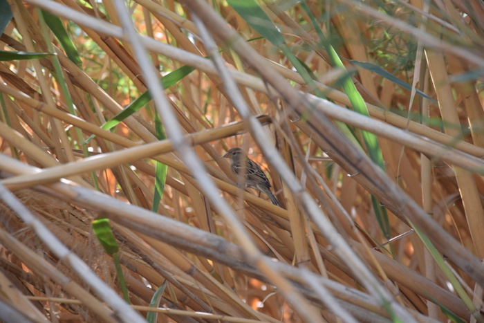 鸟类，自然，自然，野生，纸草，绿洲，动物主题，动物