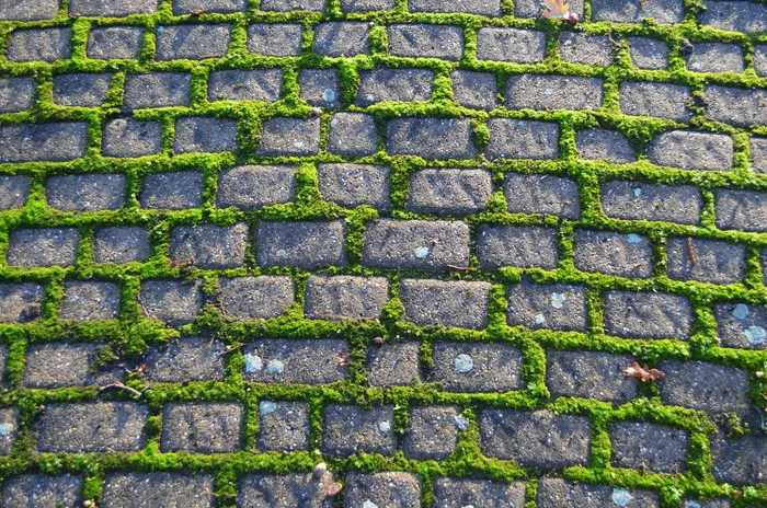 灰色、混凝土、砌块、旧、路面、人行道、苔藓、石头