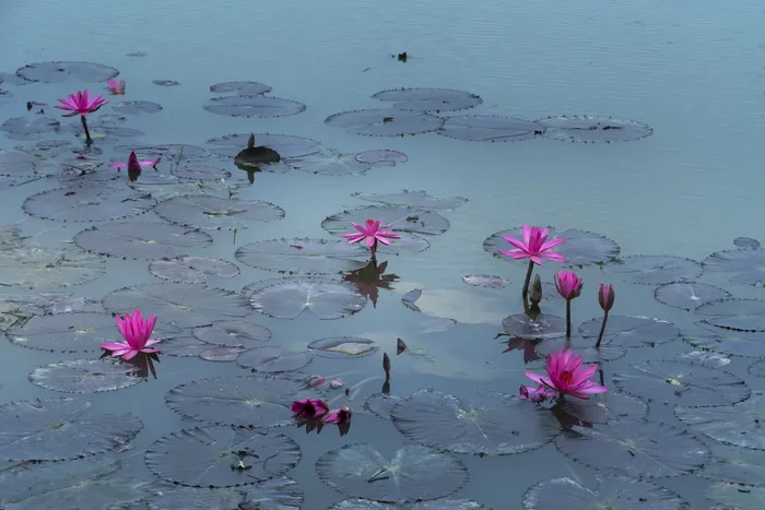 粉红莲花