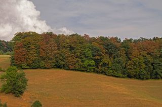 干旱，书，热，书死，缺水，干旱期，干燥，树木