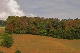 干旱，书，热，书死，缺水，干旱期，干燥，树木