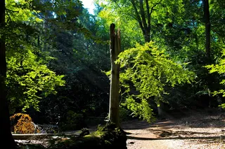 树，自然，绿色，树叶，夏天，阳光，绚丽，世界
